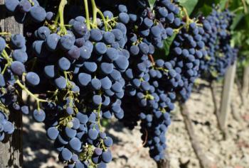 Cantine Aperte in Vendemmia 2018 in Calabria