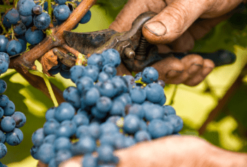 I dati definitivi sulla vendemmia 2019