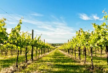 Cantine Aperte in Vendemmia 2018 in Emilia Romagna