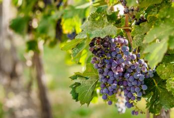 Cantine Aperte in Vendemmia 2018 in Puglia
