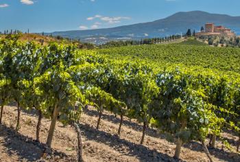 Vigneti in Toscana