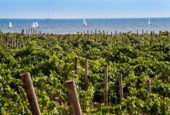 Vigneti sul mare in Sicilia