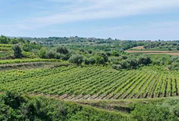 L&#039;avvincente storia del Cirò