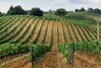 calici-di-stelle-2018-Toscana