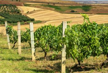 Vigneto in Basilicata