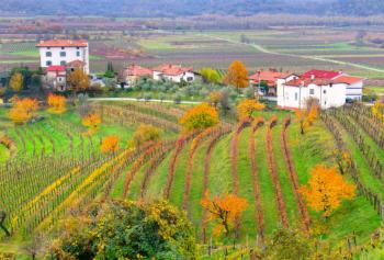 Vino in Friuli Venezia Giulia