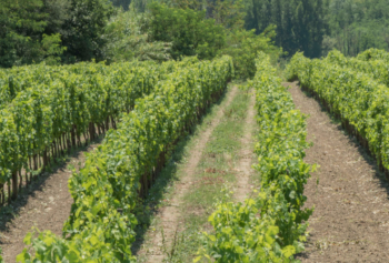 Irpinia, terra di grandi vini