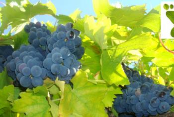 Certificazione a impatto zero del Vino Nobile di Montepulciano