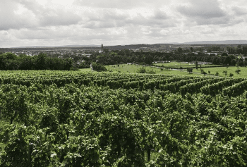 Le prospettive della sostenibilità nel vino