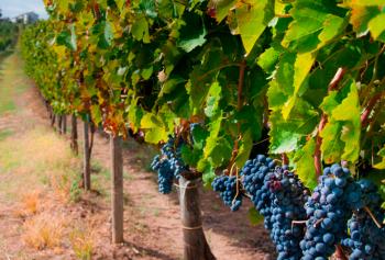 Vitigni di uva Aglianico