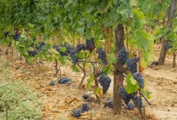 Il vitigno del Cagnulari