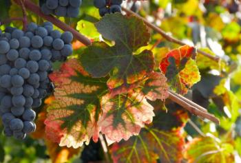 Calici di Stelle 2018 in Emilia Romagna 