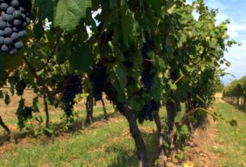 calici-di-stelle-2018-Friuli-Venezia-Giulia