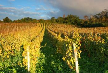 Calici di Stelle 2018 in Sicilia