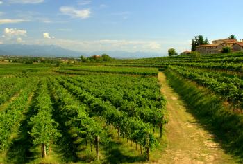paesaggio con vigneti del Friuli-Venezia Giulia