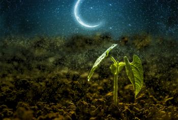 Agricoltura biodinamica in vigna