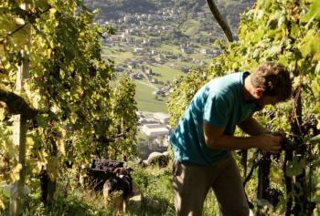 Raccolta dell'uva in Valtellina durante la vendemmia 2025