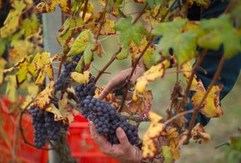 Previsioni per la vendemmia 2016