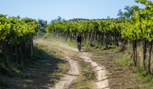 Vini d'Abruzzo: export in crescita nel 2021