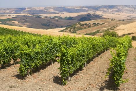 Basilicata, patria dell'Aglianico del Vulture