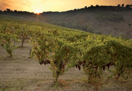 Campania, terra di vulcani e grandi vini