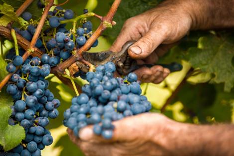 Dati definitivi sulla vendemmia 2016