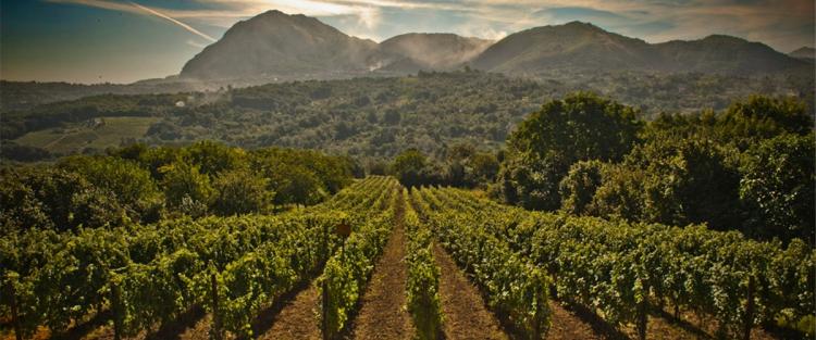 Il Fiano: storia di fortune e miserie