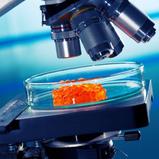 Il nuovo Regolamento 625/2017 per il controllo sugli alimenti