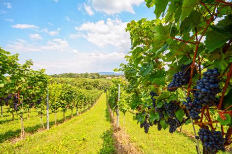In calo nel 2016 la produzione di vino in Europa