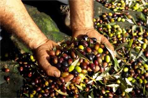 Stime sulla produzione di olio 2016