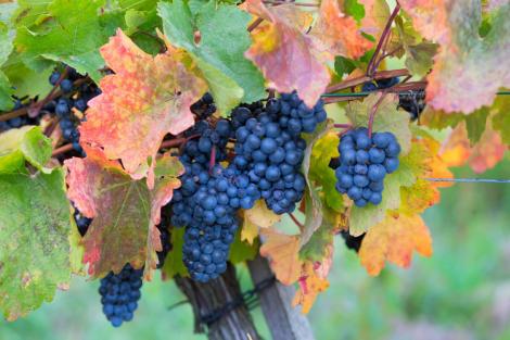 Storia dell'uva Barbera