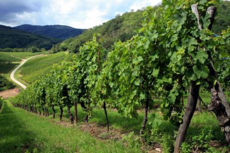 Strada del vino dei Castelli Romani