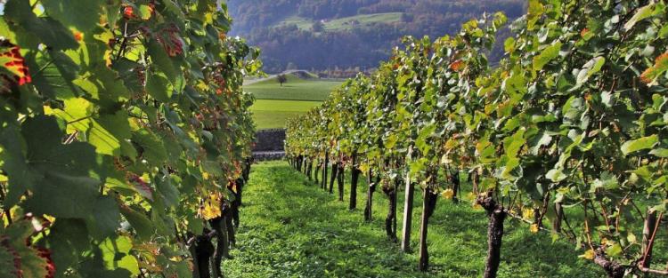 “RRR”: la svolta sostenibile dei vini Valpolicella
