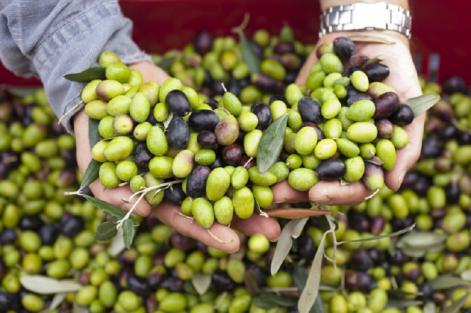 Tutti in Umbria per “Frantoi aperti 2016”