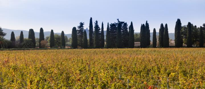 Una ventata di Sud a Bolgheri