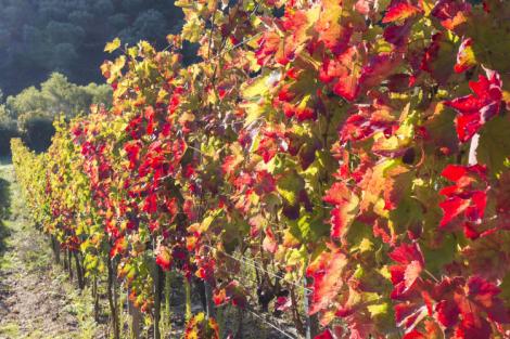 Uve a confronto: Aglianico di Taurasi, Aglianico del Taburno e Aglianico del Vulture