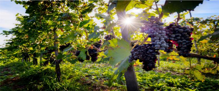 Vendemmia 2018: i dati definitivi