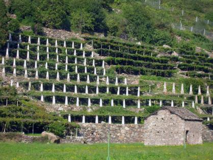 Il vino in Valle d'Aosta: dove la viticoltura diventa eroica