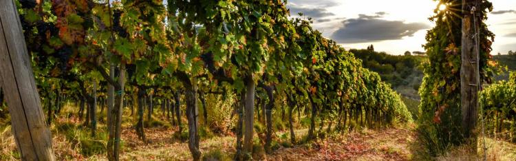 Viti resistenti alle malattie, per vini di qualità e più sostenibili