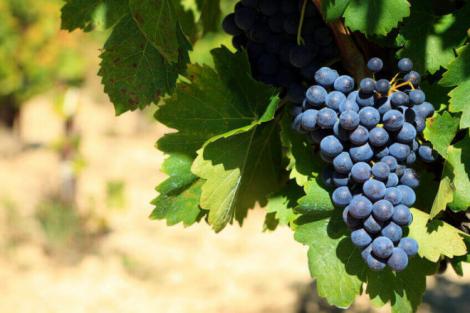 Il vitigno della Corvina e il suo percorso storico