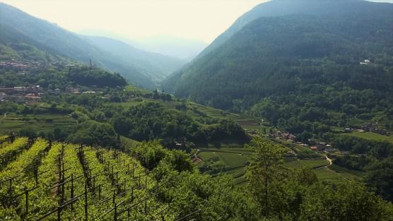 La produzione mondiale di vino nel 2016