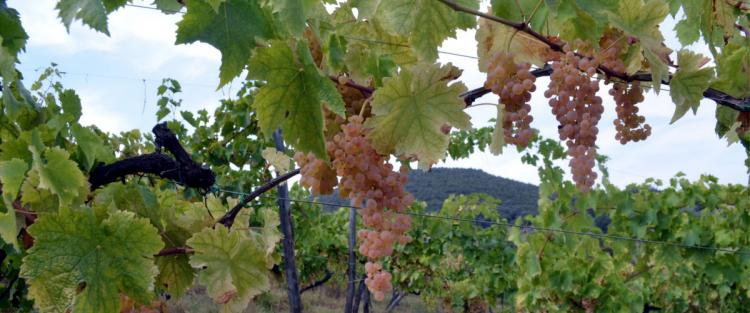 Il Canaiolo bianco e rosa