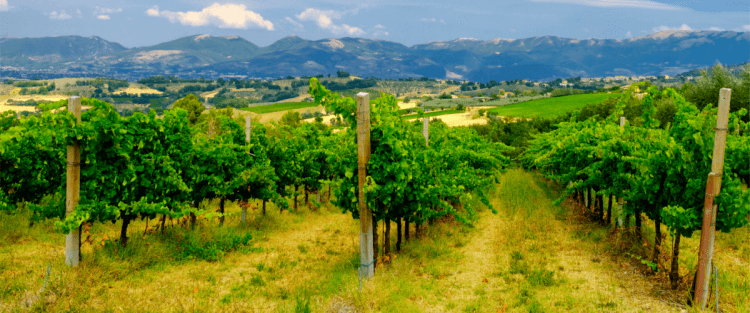 Cantine Aperte 2018 in Umbria