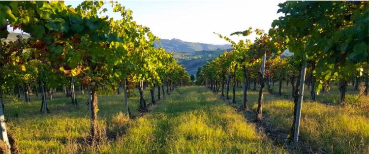 Cantine Aperte in Vendemmia 2018 in Lombardia