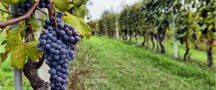 Cantine Aperte in Vendemmia 2018 nelle Marche