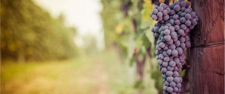Cantine Aperte in Vendemmia 2018 in Piemonte