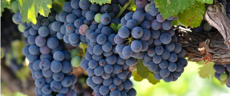 Cantine Aperte in Vendemmia 2018 in Toscana