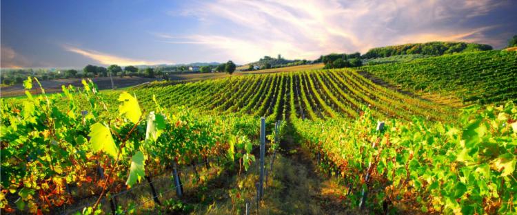 Cantine Aperte in Vendemmia 2018 in Umbria