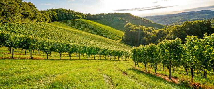 Cantine Aperte in Vendemmia 2018 in Veneto