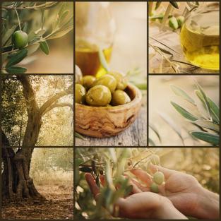 La raccolta delle olive
